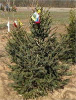 Norway Spruce 5'