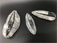 Three orthoceras fossils partially carved out, in