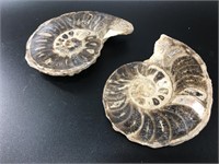 Pair of Ammonite fossils with opposing swirl patte
