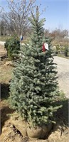 Blue Colorado Spruce, 6ft
