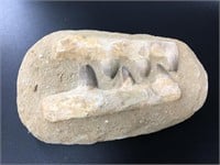 Dinosaur fossilized teeth in a cast setting that i