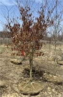 Red Oak, 10ft