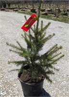 Serbian Spruce 36"