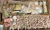 All Shells (including large Pearl Trochus and