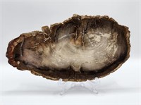 Petrified Araucaria Wood from Madagascar