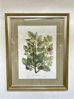 Large framed botanical Pommier Sauvageon art