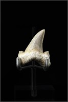 Shark tooth - L: 1.81", W:1.26"