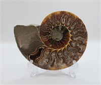 Cleoniceras Ammonite from Madagascar