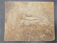 Diplomystus Fish Fossil from Wyoming