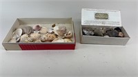 Shells and Rock Collection