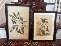 2 Botanical Framed Prints