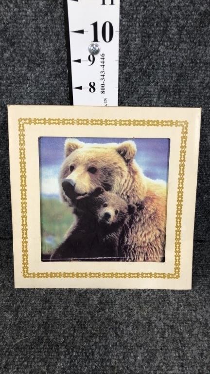 bear picture