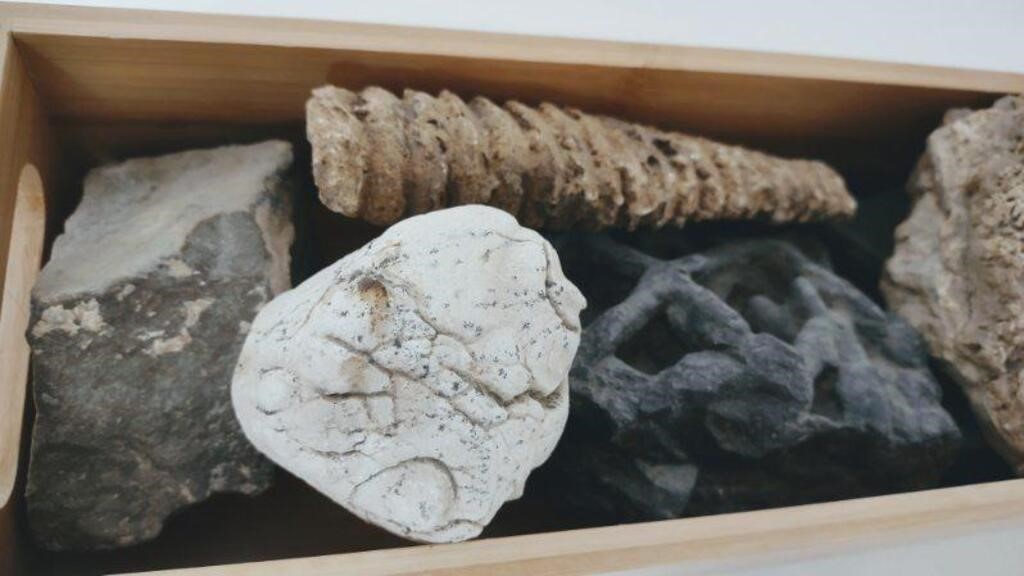 Fossil Rocks Mystery Box