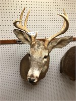 Deer Head Mount