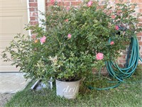 Potted Pink Rose Bush, Ready to be Planted