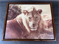 Framed Signed Lion Photograph