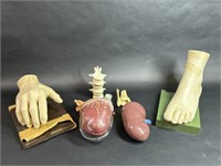 Anatomical Heart, Spine, Hand, Foot Models
