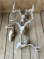 Deer Skulls with Antlers and Skull
- non-deer