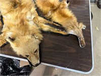 FOX SKIN RUG & EXTRA PCS FOR REPAIR