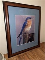 Framed Bluebird Photograph