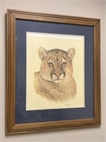 Rod Arbogast Framed Print of Mountain Lion