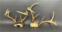 Two White Tail Deer Antlers