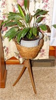 Live plant w/ basket container