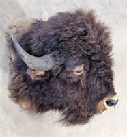 Bison Shoulder Mount Taxidermy