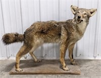 Full Body Coyote Taxidermy Mount