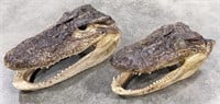Pair of American Alligator Head Mounts