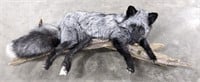 Gorgeous Full Body Artic Fox on Drift Wood