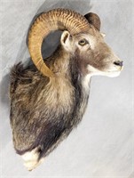 European Mouflon Sheep Taxidermy Shoulder Mount