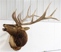 Very Large Elk Taxidermy Shoulder Mount
