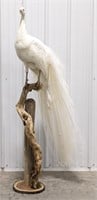 Amazing Full Body Albino Peacock on Drift Wood