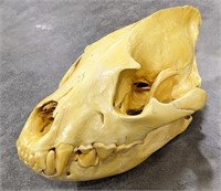 African Hyena Skull Mount