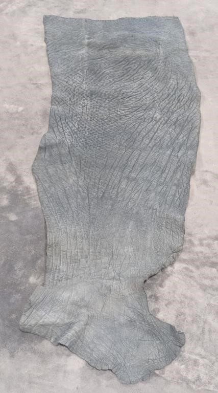 Large Section of African Elephant Skin