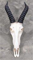 Impala Antelope Skull Mount