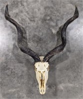 Lesser Kudu Antelope Skull Mount