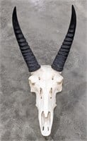 Reedbuck Antelope Skull Mount