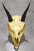 African Royal Antelope Skull Mount