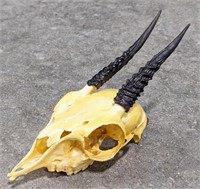 African Duiker Antelope Skull Mount