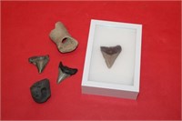 Copper River Shark Teeth & Fossil