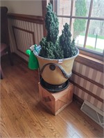 PLANT IN PLANTER