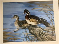 6 WATERFOWL POSTER PRINTS - ASSORTED SIZES