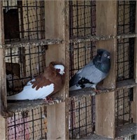 Komornor tumbler pigeons