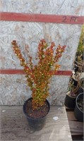 Orange Torch Barberry