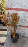 Orange Torch Barberry