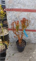 Orrange Torch Barberry