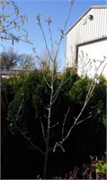 Khlems Bechtel Crabapple 5ft+