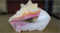 Large Atlantic Queen Conch pink SeaShell